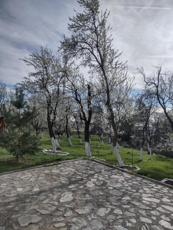Pensiunea Codruta Cărpinişu Exterior photo
