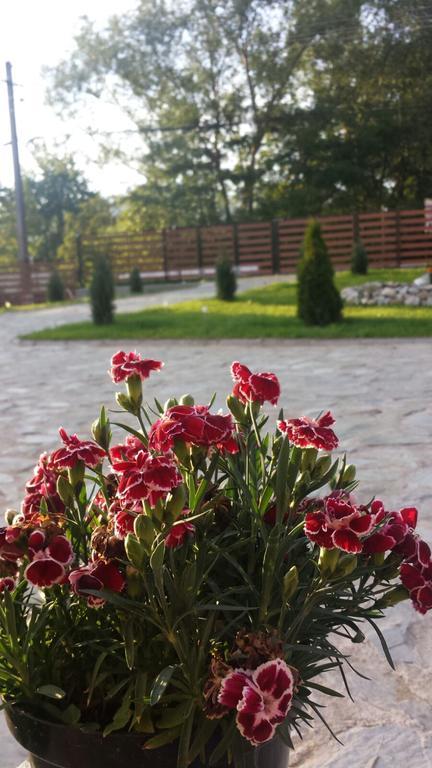 Pensiunea Codruta Cărpinişu Exterior photo